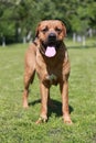 Front view of a young tosa inu canine Royalty Free Stock Photo