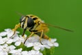 front of wild fly diptera syrphidae Royalty Free Stock Photo