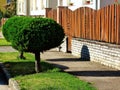 front yard with classic fence along sidewalk. vertical stained brown wood planks. mediterranean type green garden Royalty Free Stock Photo