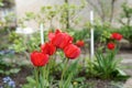 Front yard with spring flowers red tulips Royalty Free Stock Photo