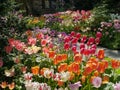 Front yard with tulips Royalty Free Stock Photo