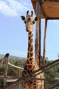 Nice giraffe in a Zoo