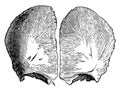 Frontal Bone at Birth, vintage illustration