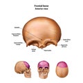 Frontal bone. With the name and description of all sites