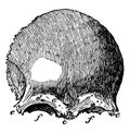 Frontal Bone, vintage illustration Royalty Free Stock Photo