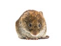 Frontal close up of angry Bank vole Royalty Free Stock Photo