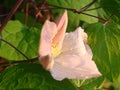 Frontal close-up of a beautiful Clematis Montana Rubens flower with light pink and white petals Royalty Free Stock Photo