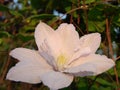 Frontal close-up of a beautiful Clematis Montana Rubens flower with light pink and white petals Royalty Free Stock Photo