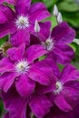 Frontal close-up of a blooms clematis purple flowers