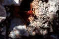 Frontal Close-up of a European hornet building their nest. Vespa crabro close up. Macro photo with selective focus Royalty Free Stock Photo