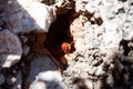 Frontal Close-up of a European hornet guarding the entrance of their nest. Vespa crabro close up. Macro photo with Royalty Free Stock Photo