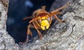 Frontal Close-up of a European hornet Vespa crabro Royalty Free Stock Photo