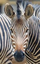 Frontal close up of a Hartmann\'s mountain zebra