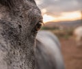 Frontal close-up of a horse& x27;s left eye looking at the camera. Royalty Free Stock Photo