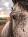 Frontal close-up of a horse& x27;s left eye looking at the camera with sunset in the background Royalty Free Stock Photo