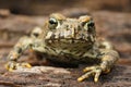 Frontal close up of a juvenile western toad , Anaxyrus boreas Royalty Free Stock Photo