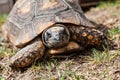Close-up of land turtle Royalty Free Stock Photo