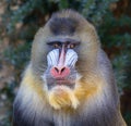 Frontal Close-up of a male Mandrill