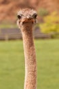 Frontal close-up of an ostrich with eye-catching expression