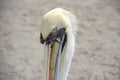 Frontal close-up of a pelican Royalty Free Stock Photo