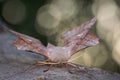 Popular hawk moth (Laothoe populi), Belgium Royalty Free Stock Photo