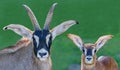 Frontal close up of Roan Antelope father and his son Royalty Free Stock Photo