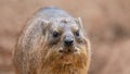 Frontal Close up of a Rock hyrax