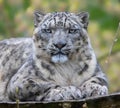 Frontal Close-up of a Snow leopard Royalty Free Stock Photo