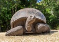 Close-up view of an Aldabra giant tortoise (Aldabrachelys gigantea) at Curieuse Island (Seychelles) Royalty Free Stock Photo