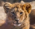 Frontal Close up view of an Asiatic lion cub Royalty Free Stock Photo