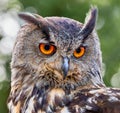 Frontal Close-up view of an Eurasian eagle-owl Royalty Free Stock Photo