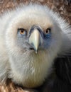 Frontal Close-up view of a Eurasian griffon vulture