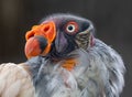 Frontal Close-up view of a King vulture