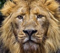 Frontal Close up view of a male Asiatic lion Royalty Free Stock Photo