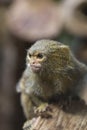 Pygmy marmoset sitting and looking with tense face