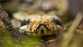 Frontal Close-up view of a royal python