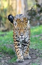 Frontal Close-up view of a walking male Jaguar