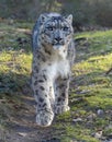 Frontal Close-up view of a walking Snow leopard