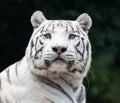 Frontal Close up view of a white Bengal tig