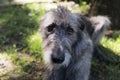 Frontal closeup of beautiful grey Irish Wolfhound lying down