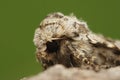 Frontal closeup of the broad-barred white moth, Hecatera bicolor