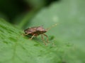 Frontal closeup on the brown spiny or spiked shieldbug Picromerus bidens sitting on a green leaf