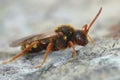 Frontal closeup of a colorful red female Lathbury's Nomad Bee , Nomada lathburiana