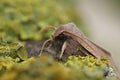 Frontal closeup on the Common Quaker owlet moth, Orthosia cerasi