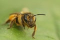 Frontal closeup of a female yellow-legged mining bee on a green leaf Royalty Free Stock Photo