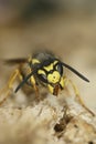 Frontal closeup on a German yellowjacket wasp, Vespula germanica