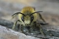 Frontal closeup on a hairy male of the Early Cellophane Bee, Colletes cunicularius sitting on wood