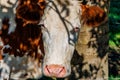 Frontal closeup of head of a brown cow with white spots and sunlight reflection on face