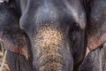 Frontal closeup of the head of a female Indian elephant Royalty Free Stock Photo