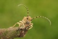 Frontal closeup on the large European poplar borer longhorn beetle, Saperda carcharias sitting on wood
